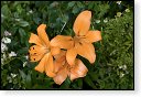 bloemen bloem hdr natuur flora roos rozen tulp tulpen orchidee orchideeen zonnebloem geranium cannabis marihuana wiet hennep sativa indica